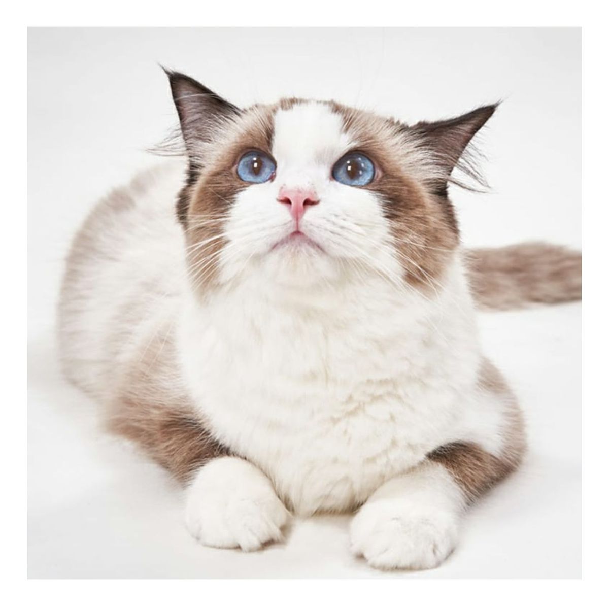 ROHS - Kit Corta pelos para Mascotas