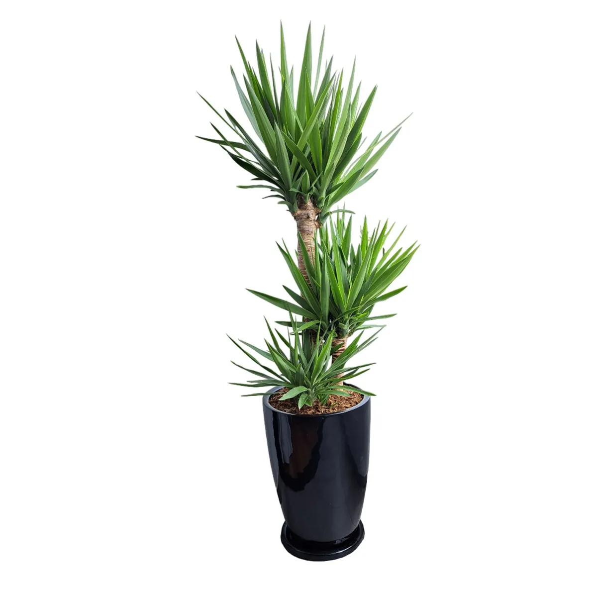 GENERICO - YUCCA ELEPHANTIPES EN MACETA MALVA NEGRO