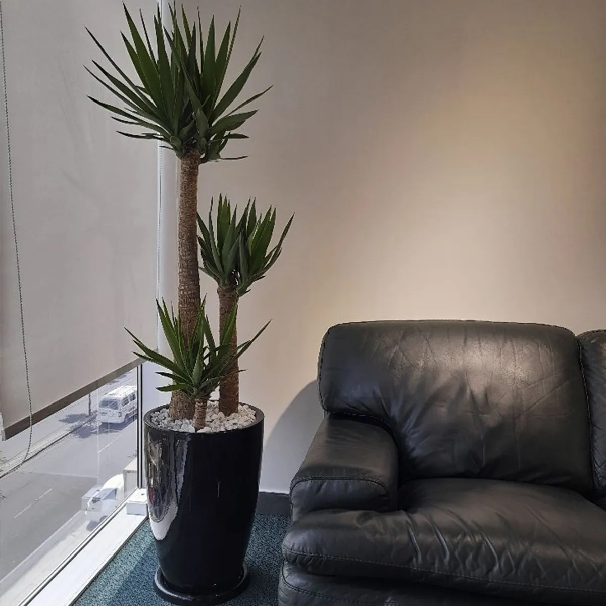 GENERICO - YUCCA ELEPHANTIPES EN MACETA MALVA NEGRO