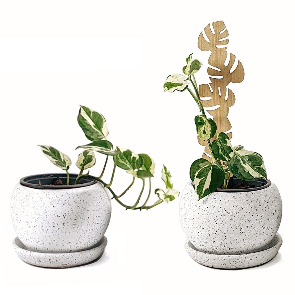 UN CUARTO VERDE - Soporte Hoja para plantas UN CUARTO VERDE parante tutor de 30cm