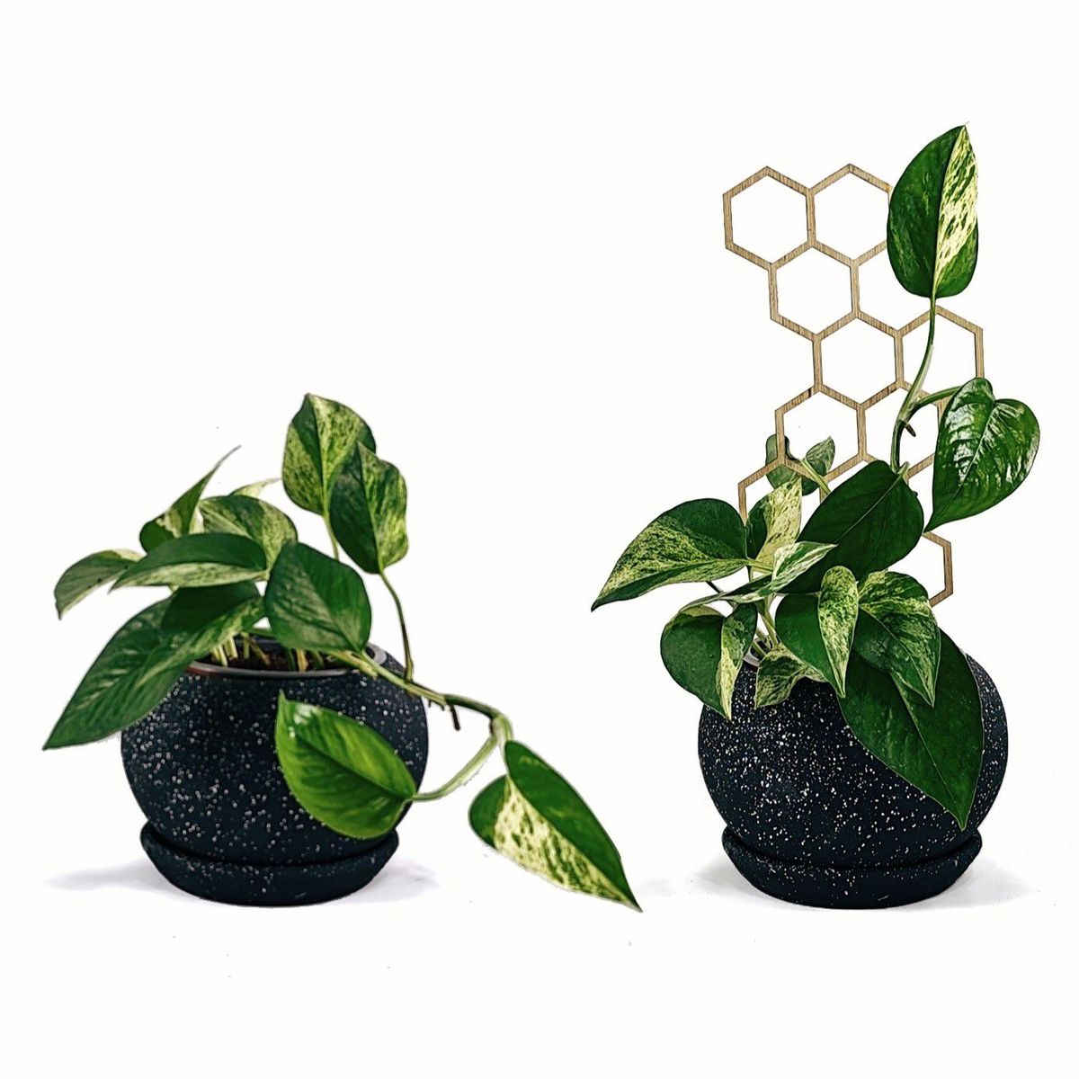 UN CUARTO VERDE - Soporte Panal Ancho para plantas UN CUARTO VERDE parante tutor de 30cm