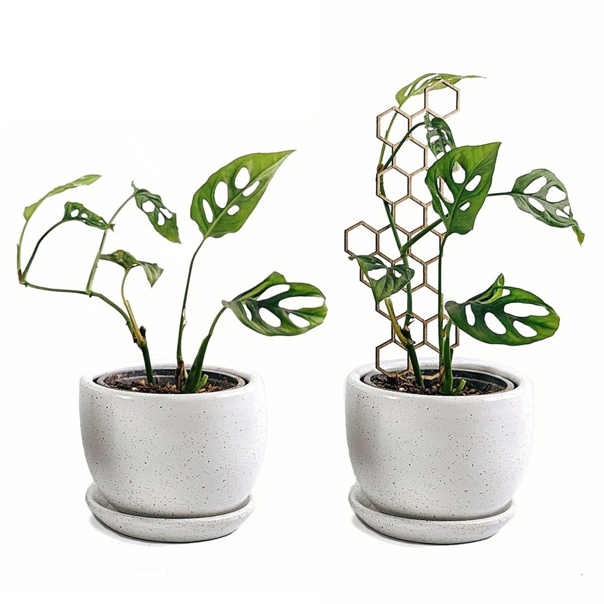 UN CUARTO VERDE - Soporte Panal Delgado para plantas UN CUARTO VERDE parante tutor de 32cm