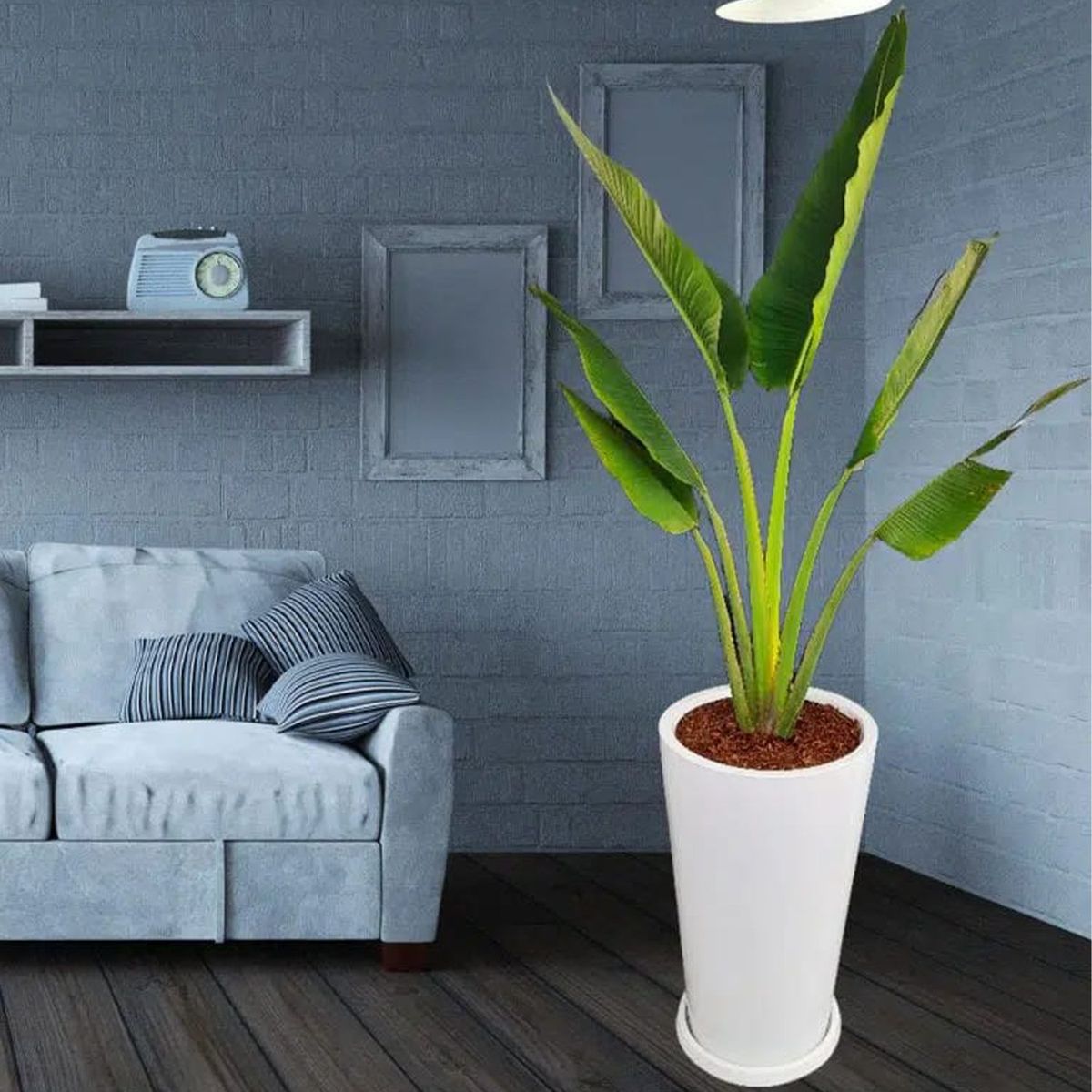 GENERICO - PALMERA VIAJERA EN MACETA CONO BLANCO