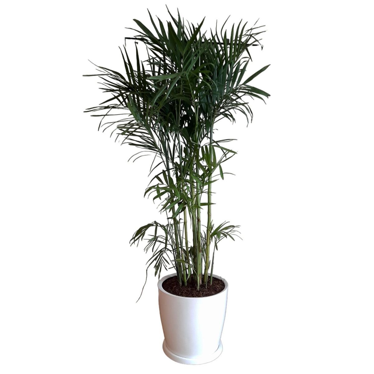 GENERICO - PALMERA BAMBU EN MACETA HUEVO BLANCO