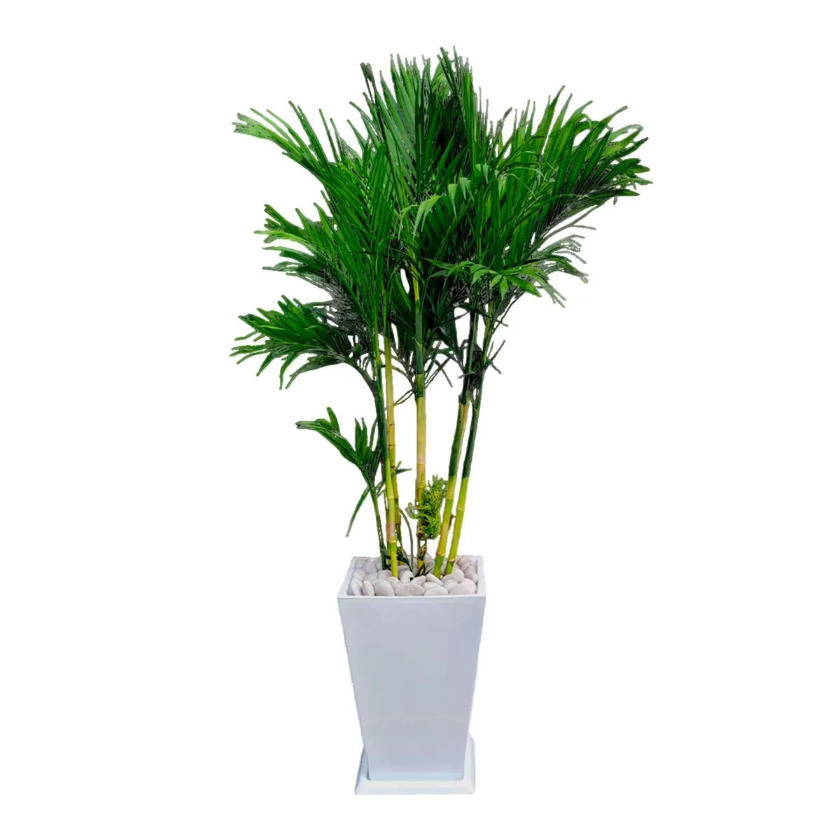 GENERICO - PALMERA BAMBU EN MACETA PIRAMIDE BLANCO