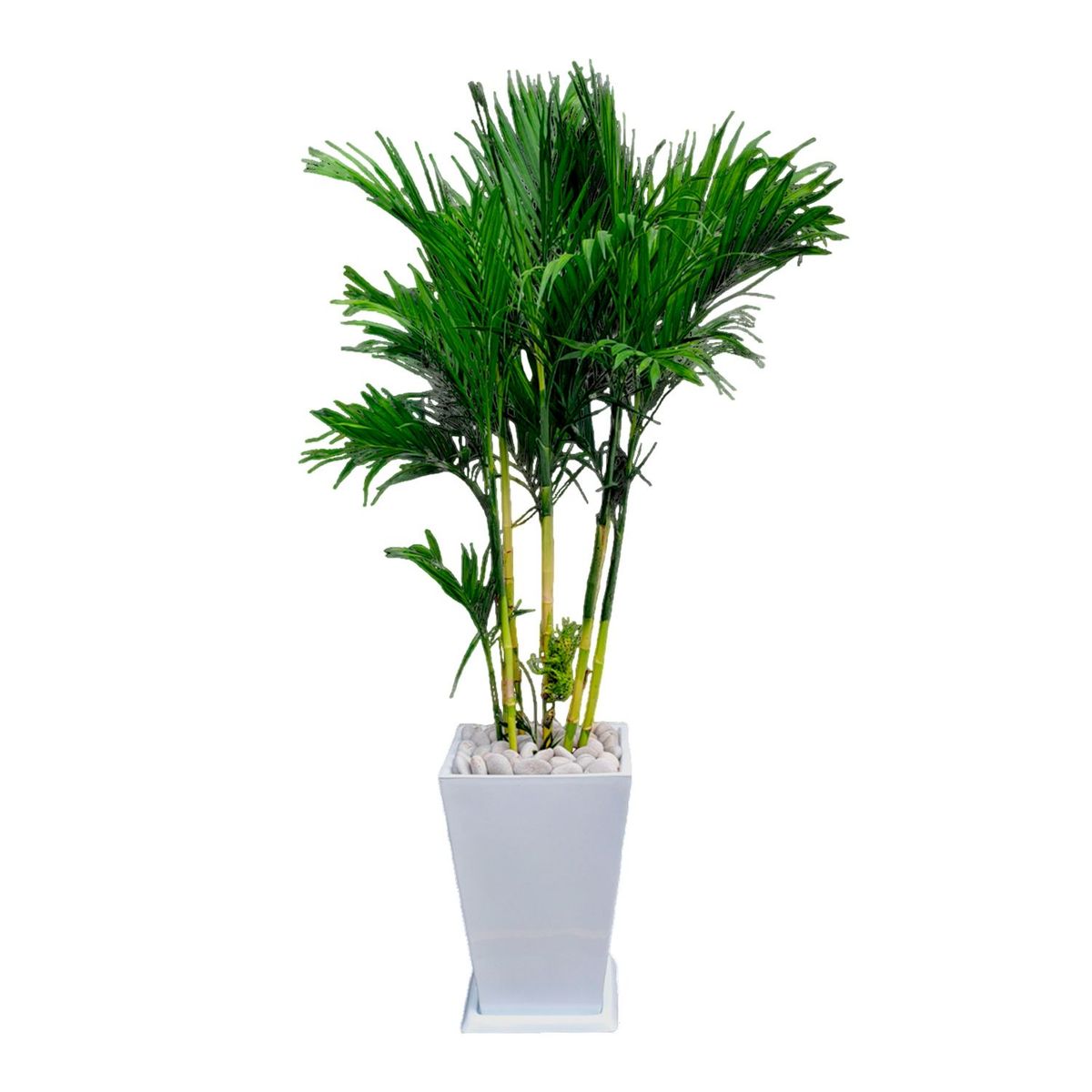 GENERICO - PALMERA BAMBU EN MACETA PIRAMIDE BLANCO