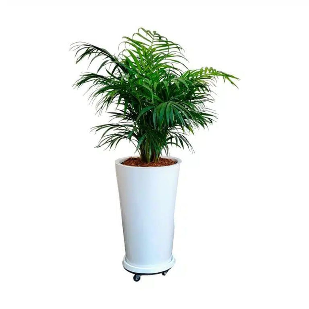 GENERICO - PALMERA HAWAIANA EN MACETA CONO Y RUEDAS