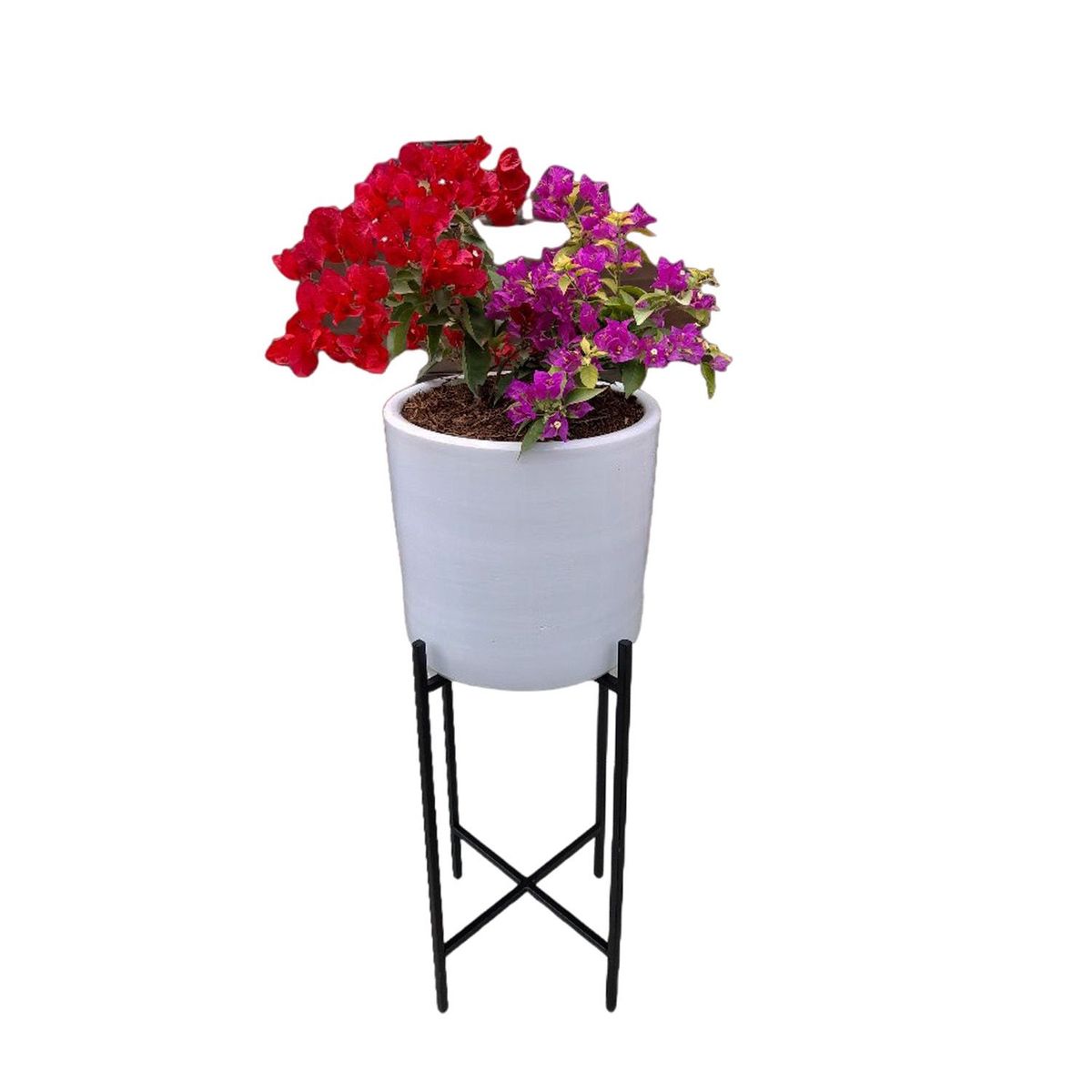 GENERICO - BUGANVILIA EN MACETA Y PEDESTAL DE FIERRO