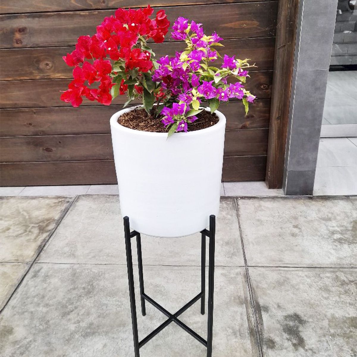 GENERICO - BUGANVILIA EN MACETA Y PEDESTAL DE FIERRO