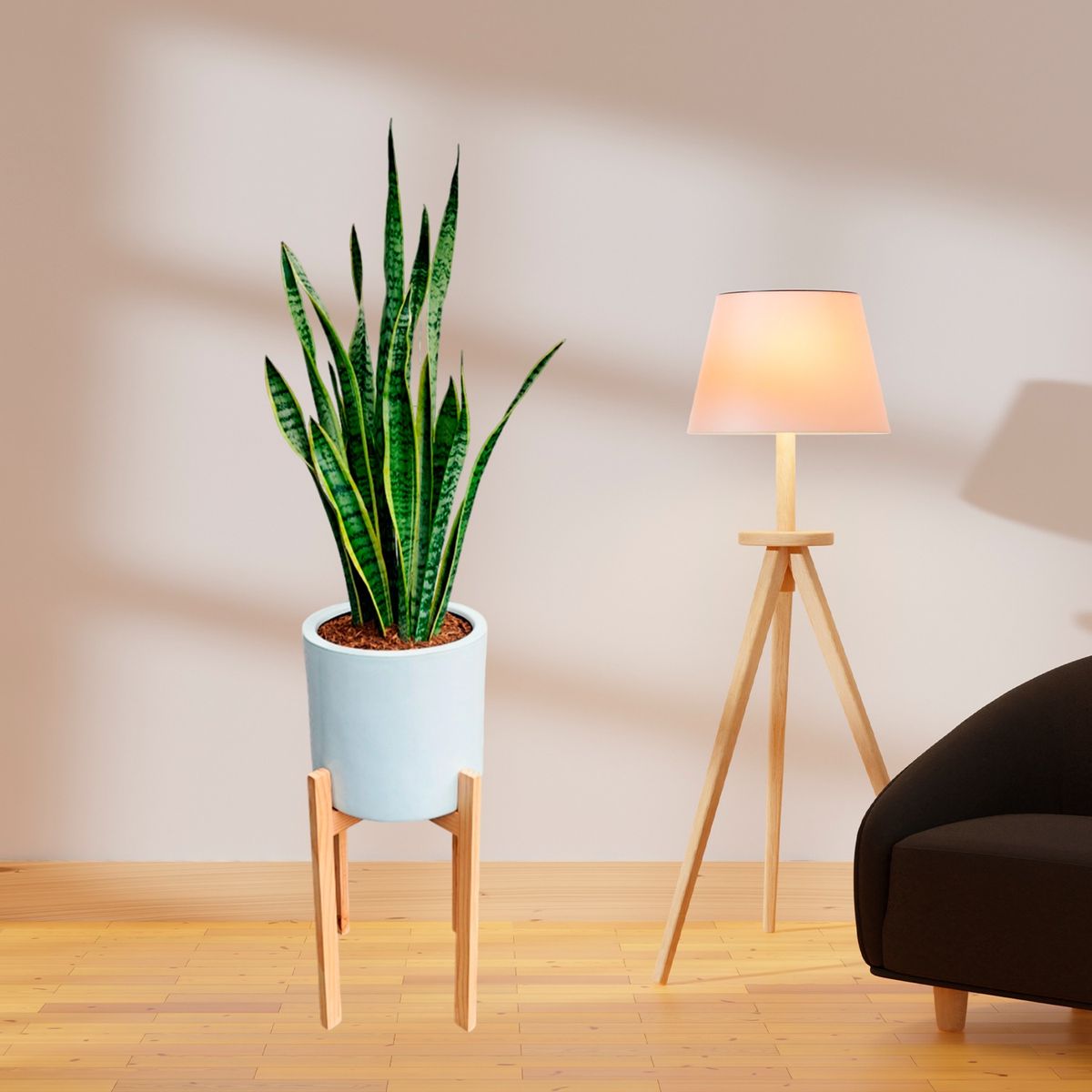 GENERICO - LENGUA DE SUEGRA EN MACETA CILINDRO Y PEDESTAL DE MADERA