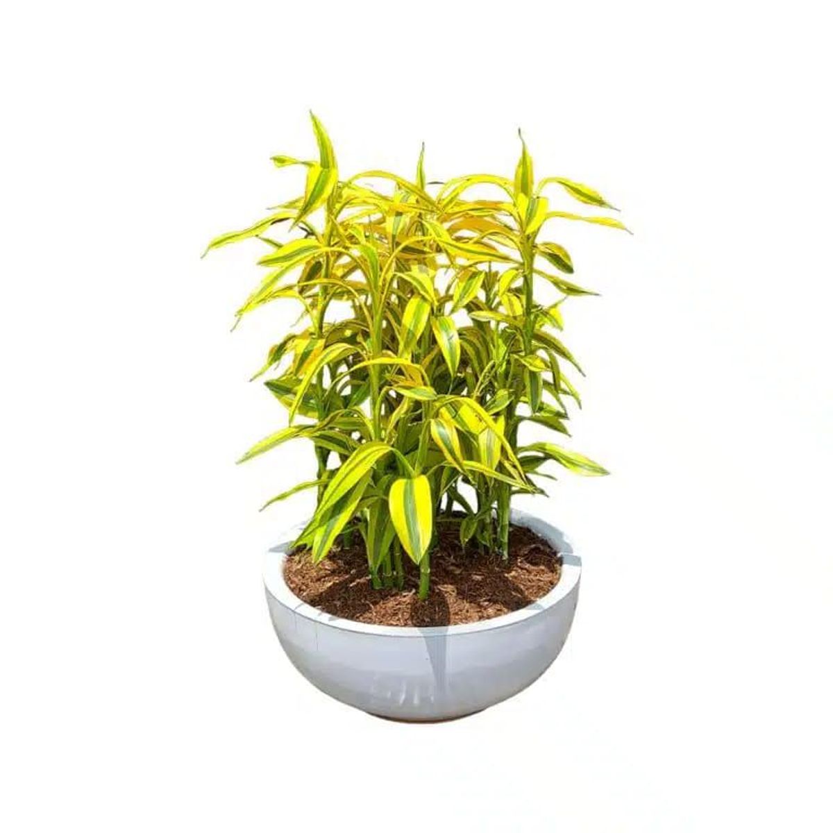 GENERICO - ARREGLO DE 5 LUCKYBAMBOO EN MACETA CHINA BLANCO