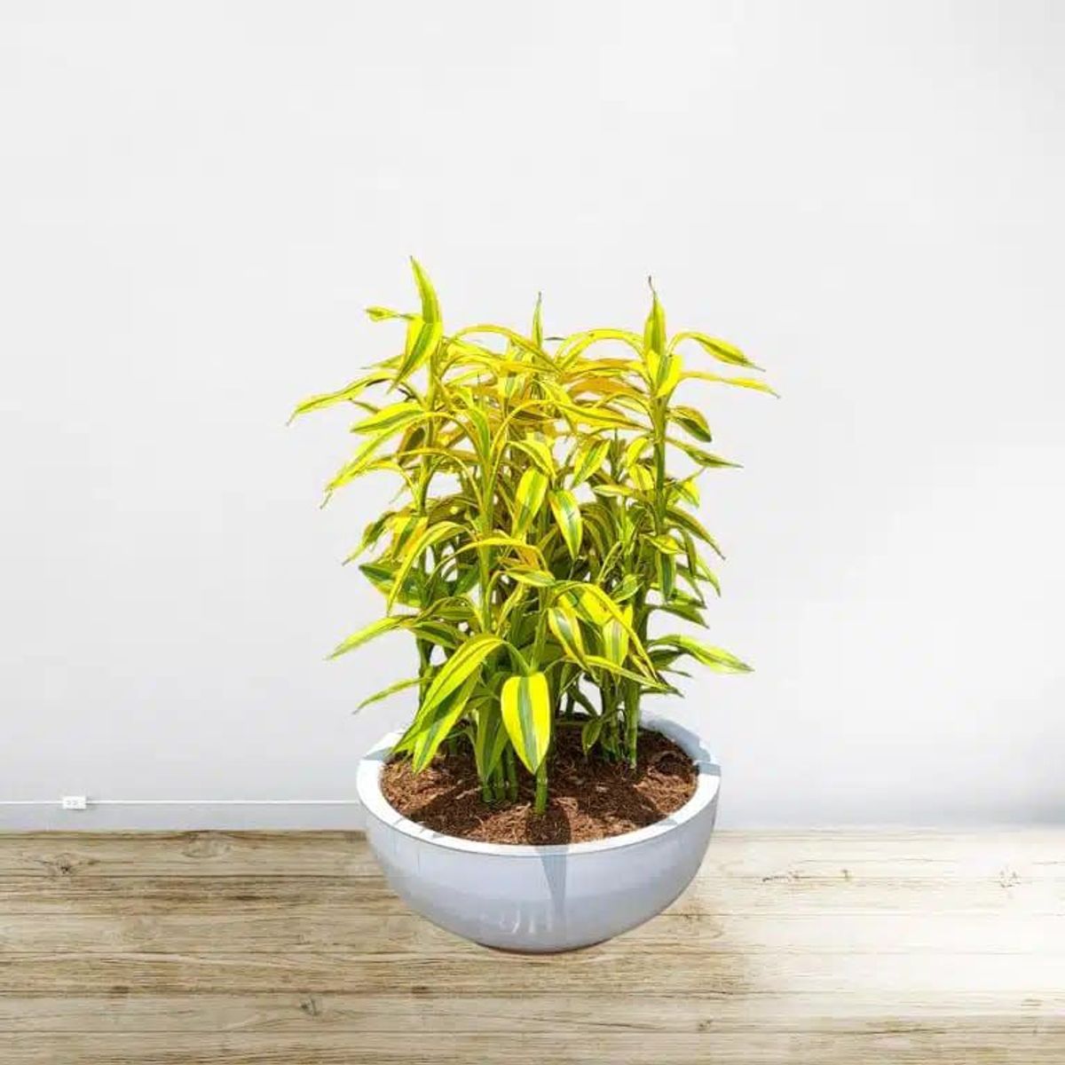 GENERICO - ARREGLO DE 5 LUCKYBAMBOO EN MACETA CHINA BLANCO