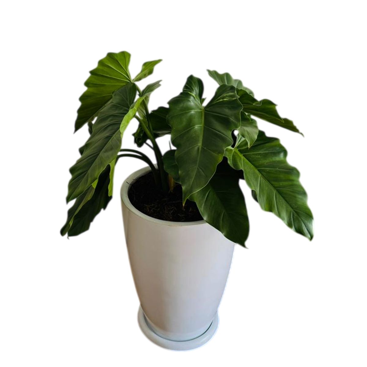 GENERICO - FILODENDRO WILSONI EN MACETA MALVA BLANCO
