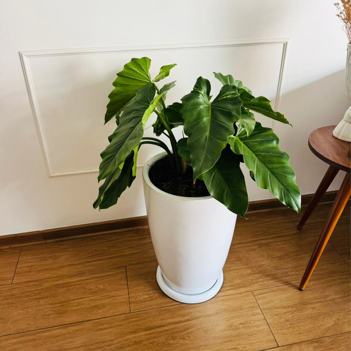 GENERICO - FILODENDRO WILSONI EN MACETA MALVA BLANCO