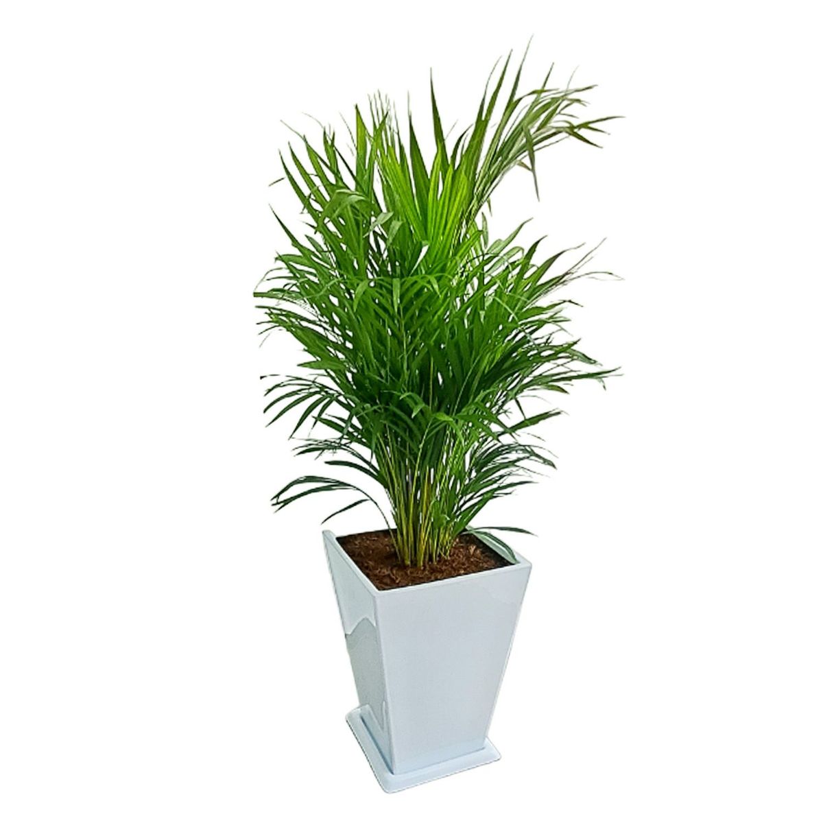 GENERICO - PALMERA HAWAIANA EN MACETA PIRAMIDE BLANCO