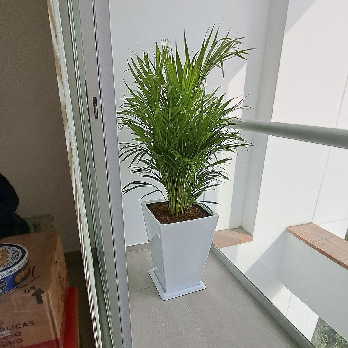 GENERICO - PALMERA HAWAIANA EN MACETA PIRAMIDE BLANCO