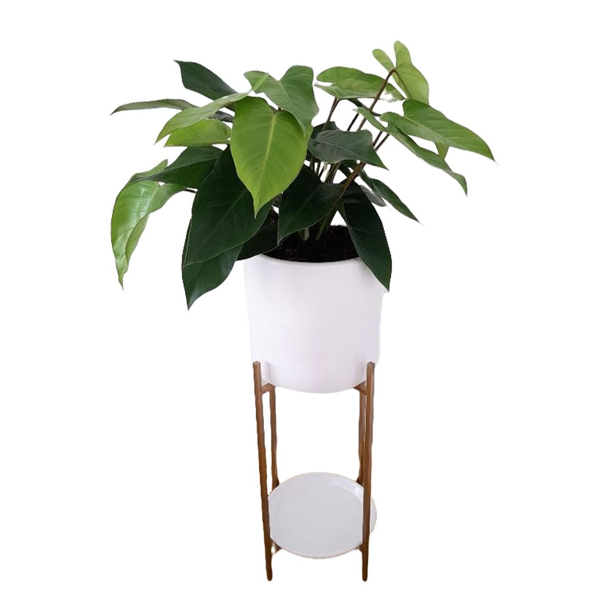 GENERICO - FILODENDRO VERDE EN MACETA Y PEDESTAL DE FIERRO