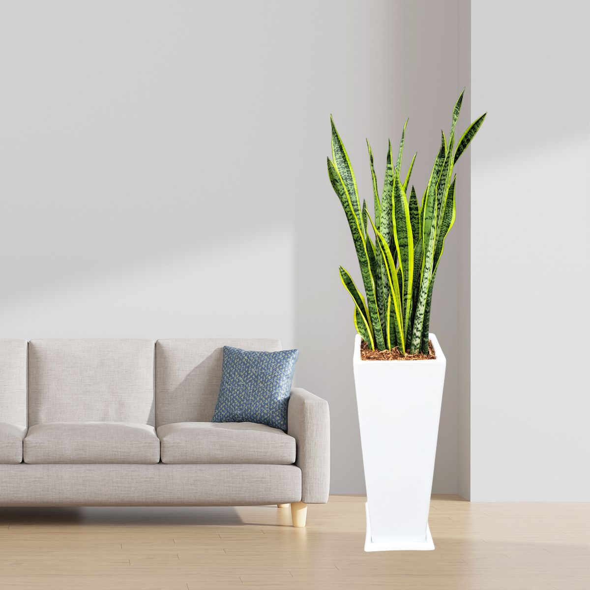 GENERICO - LENGUA DE SUEGRA EN MACETA PIRAMIDE LAPIZ BLANCO