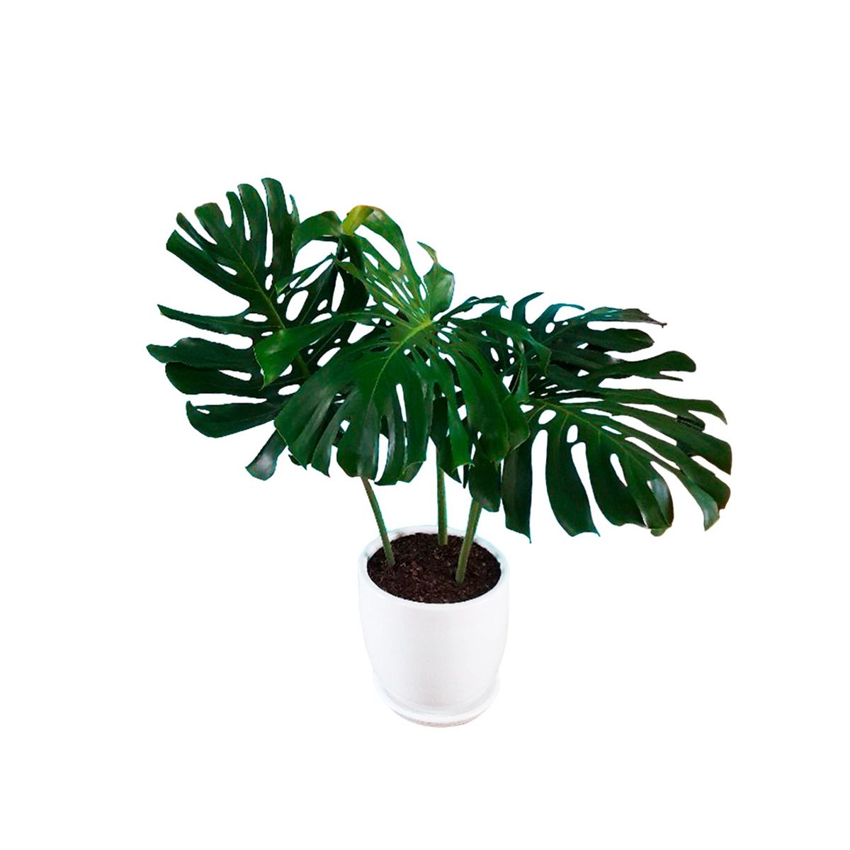 GENERICO - COSTILLA DE ADAN EN MACETA HUEVO DE ARCILLA