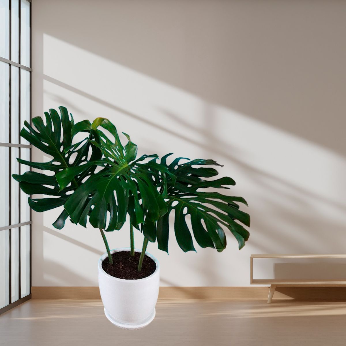 GENERICO - COSTILLA DE ADAN EN MACETA HUEVO DE ARCILLA