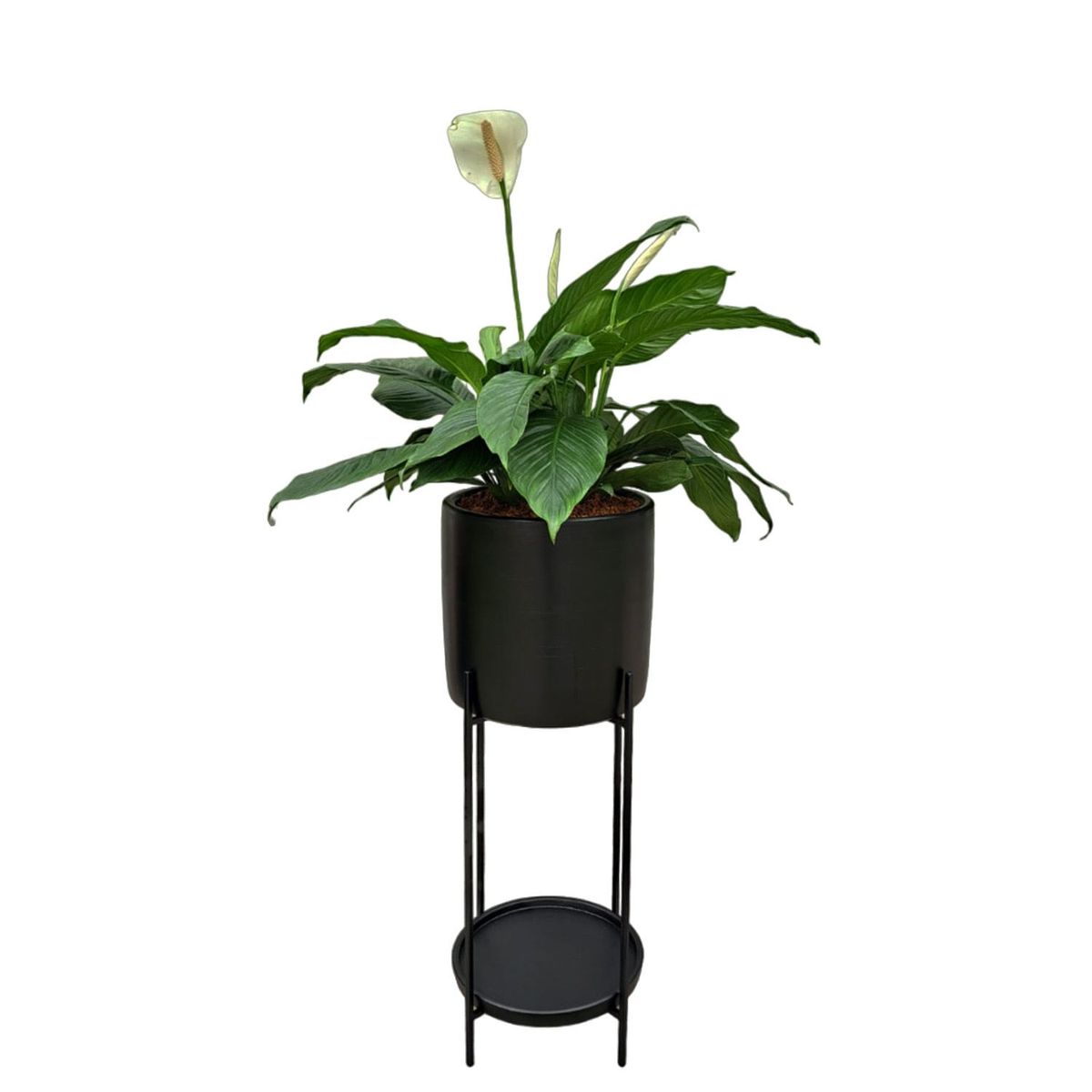 GENERICO - LIRIO DE PAZ EN MACETA NEGRA Y PEDESTAL DE FIERRO