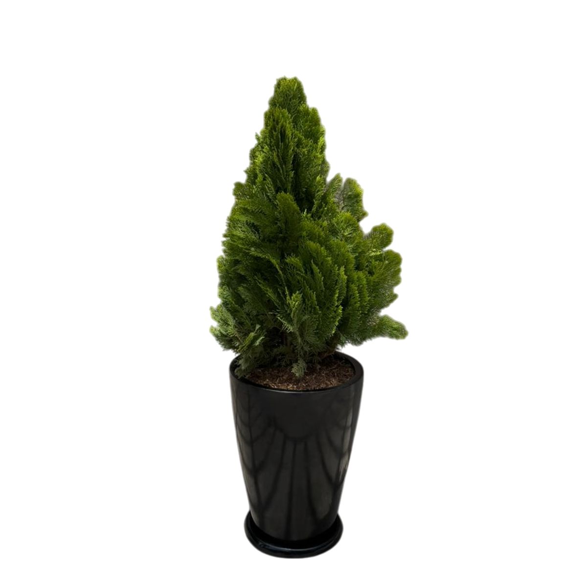 GENERICO - THUJA DORADA EN MACETA MALVA NEGRO