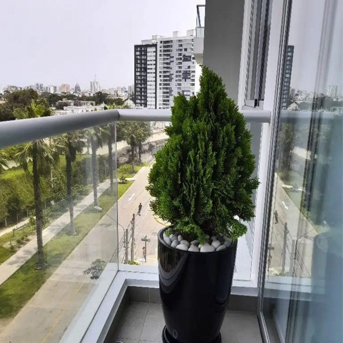 GENERICO - THUJA DORADA EN MACETA MALVA NEGRO