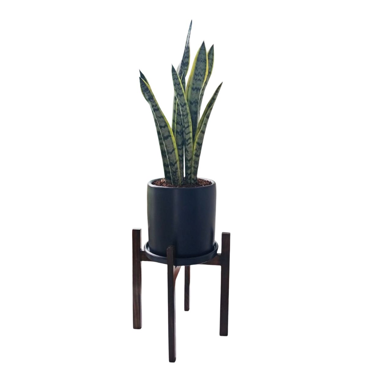 GENERICO - LENGUA DE SUEGRA EN MACETA GRIS Y PEDESTAL DE MADERA MARRON