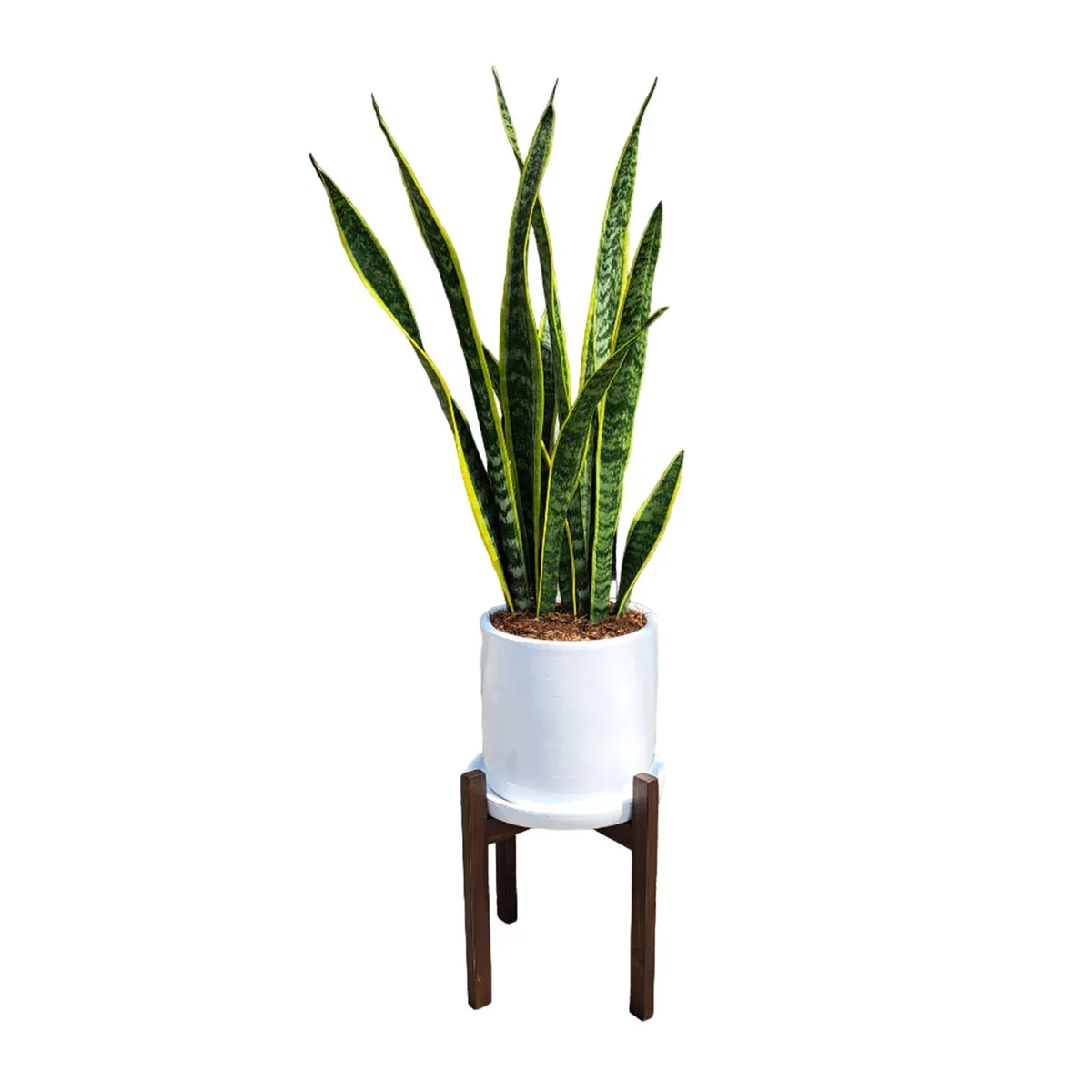 GENERICO - LENGUA DE SUEGRA EN MACETA BLANCA Y PEDESTAL DE MADERA