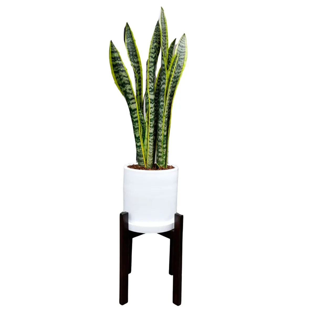 GENERICO - LENGUA DE SUEGRA EN MACETA BLANCA Y PEDESTAL DE MADERA