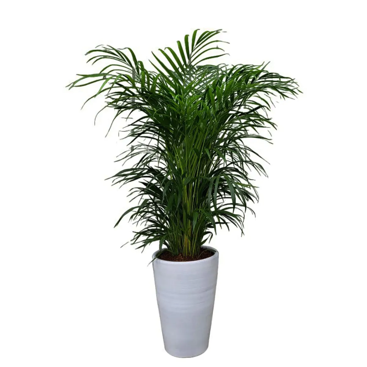 GENERICO - PALMERA HAWAIANA EN MACETA CONO CERAMICA