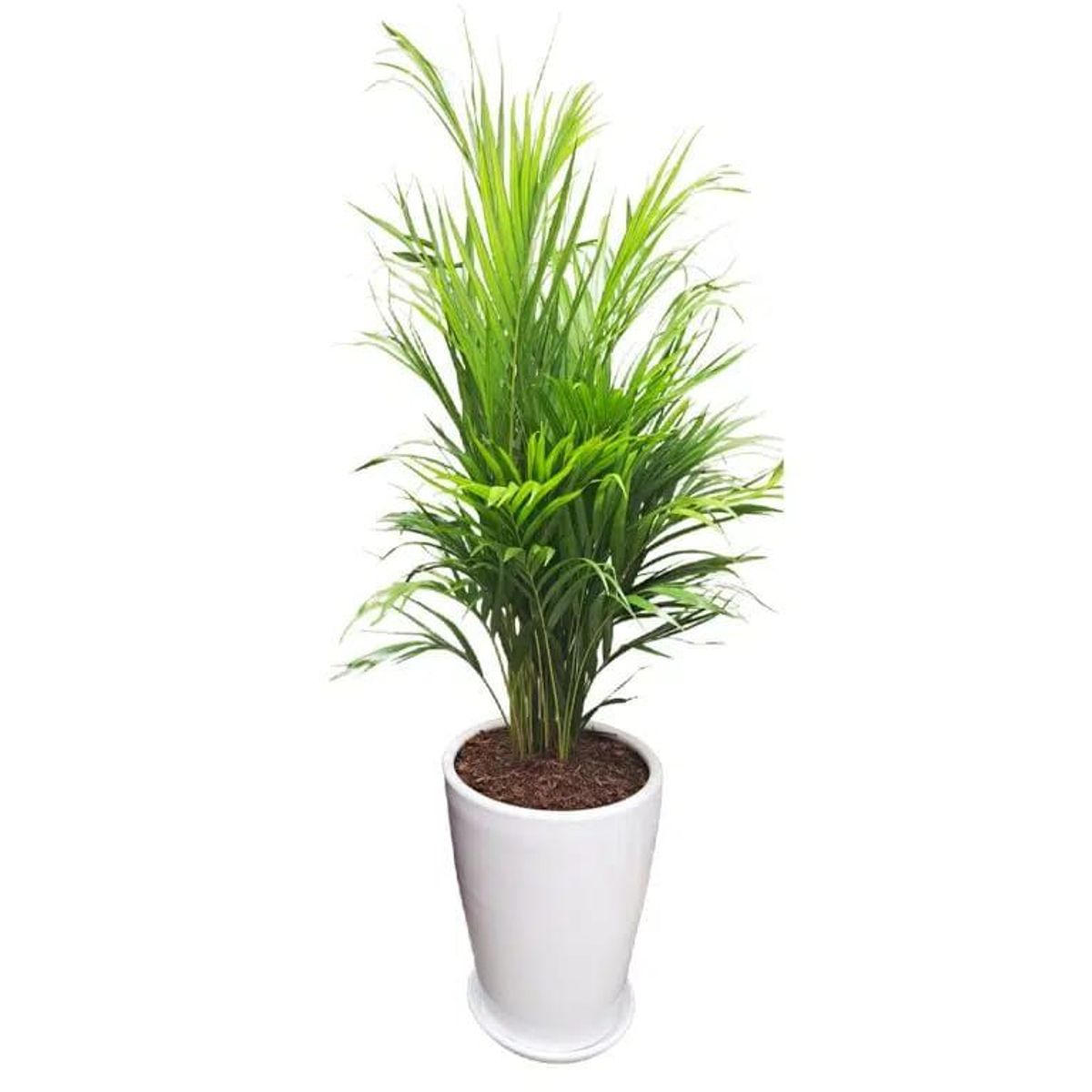 GENERICO - PALMERA HAWAIANA EN MACETA CONO CERAMICA