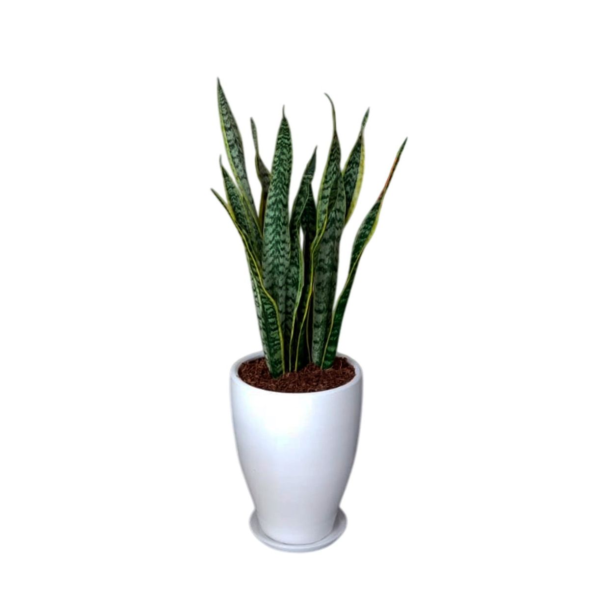 GENERICO - LENGUA DE SUEGRA EN MACETA CONO CERAMICA