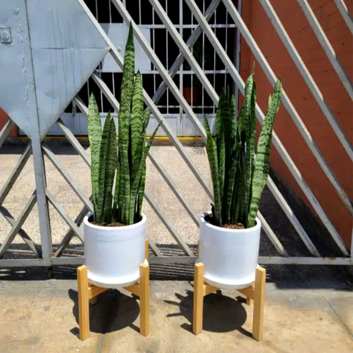 GENERICO - COMBO DE 2 LENGUA DE SUEGRA EN MACETA Y PEDESTAL