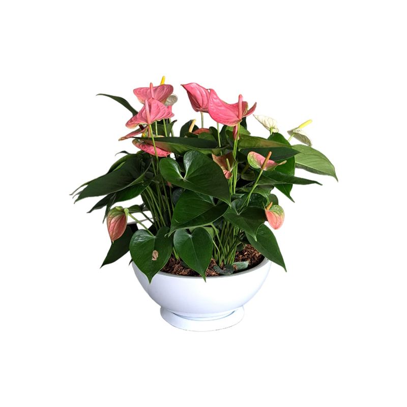 GENERICO - ANTURIO ROSADO EN MACETA CHINA BLANCO