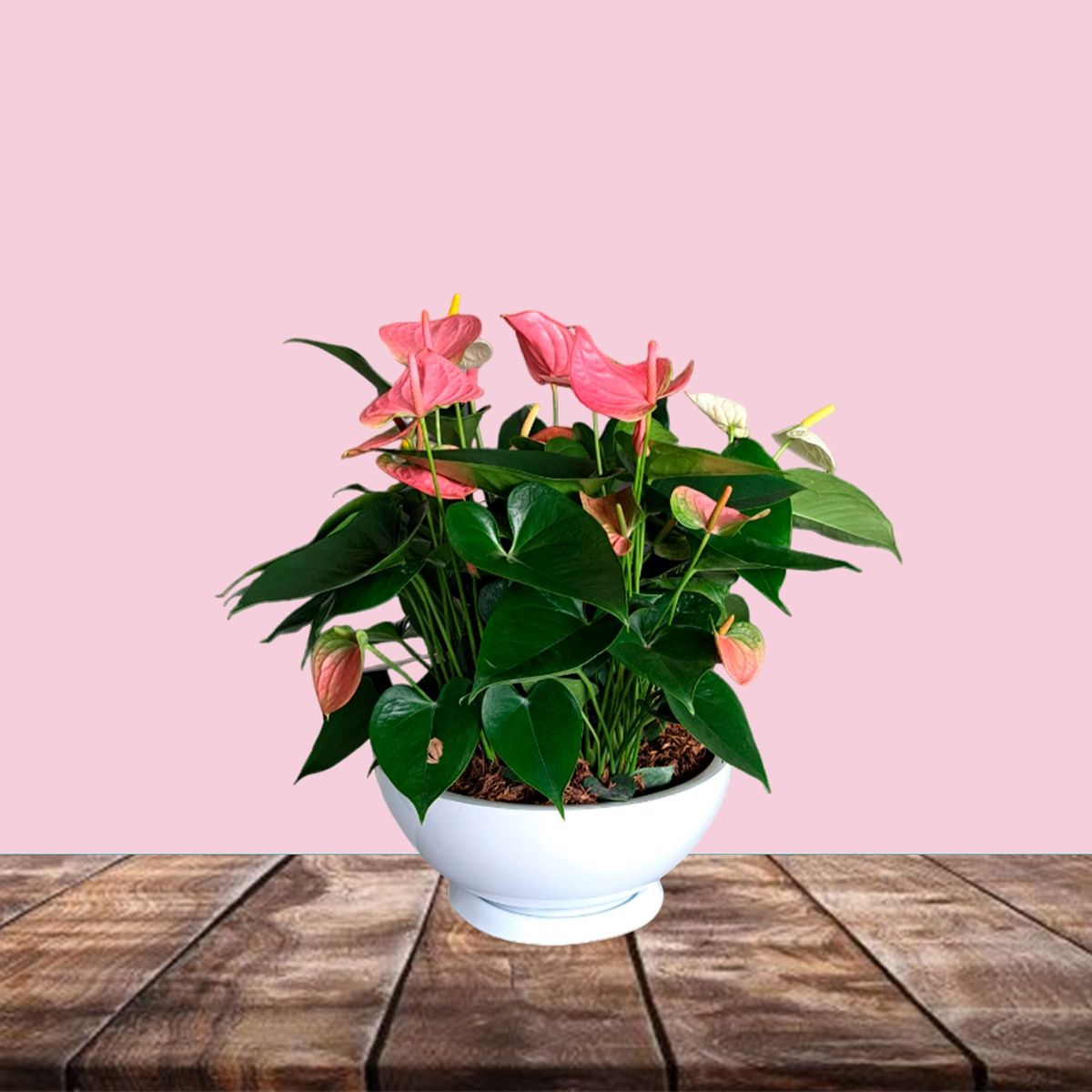 GENERICO - ANTURIO ROSADO EN MACETA CHINA BLANCO