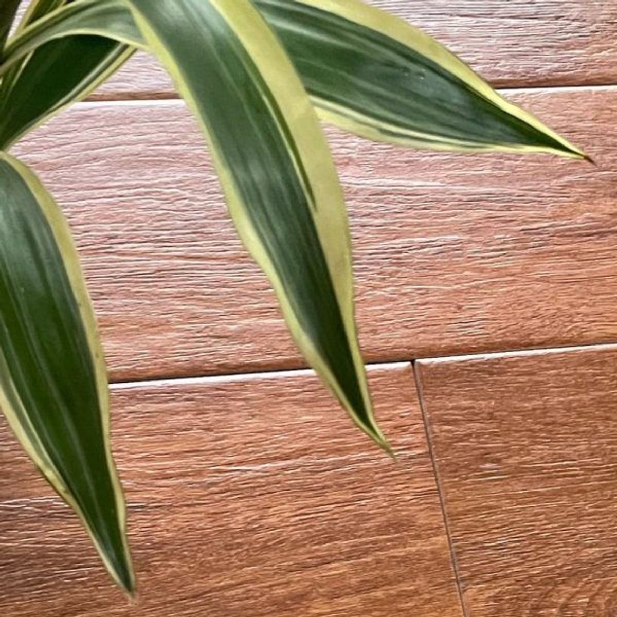 EJESA CREA TU ESPACIO IDEAL - Acacia 15x80CM 1.20 m2 -Tablón Importado