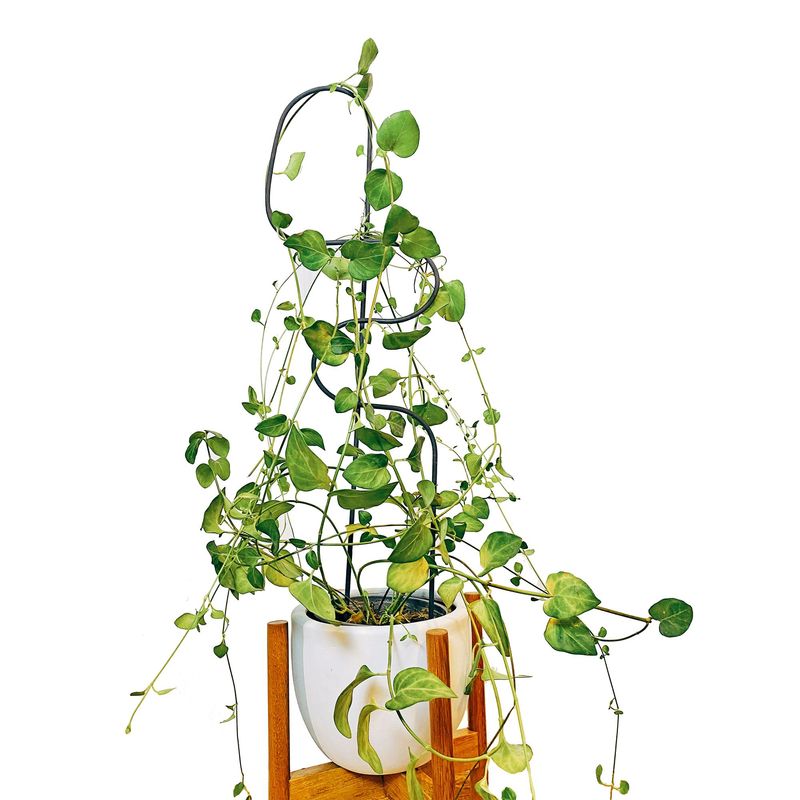 UN CUARTO VERDE - Soporte de metal para plantas UN CUARTO VERDE parante tutor de 70cm color negro