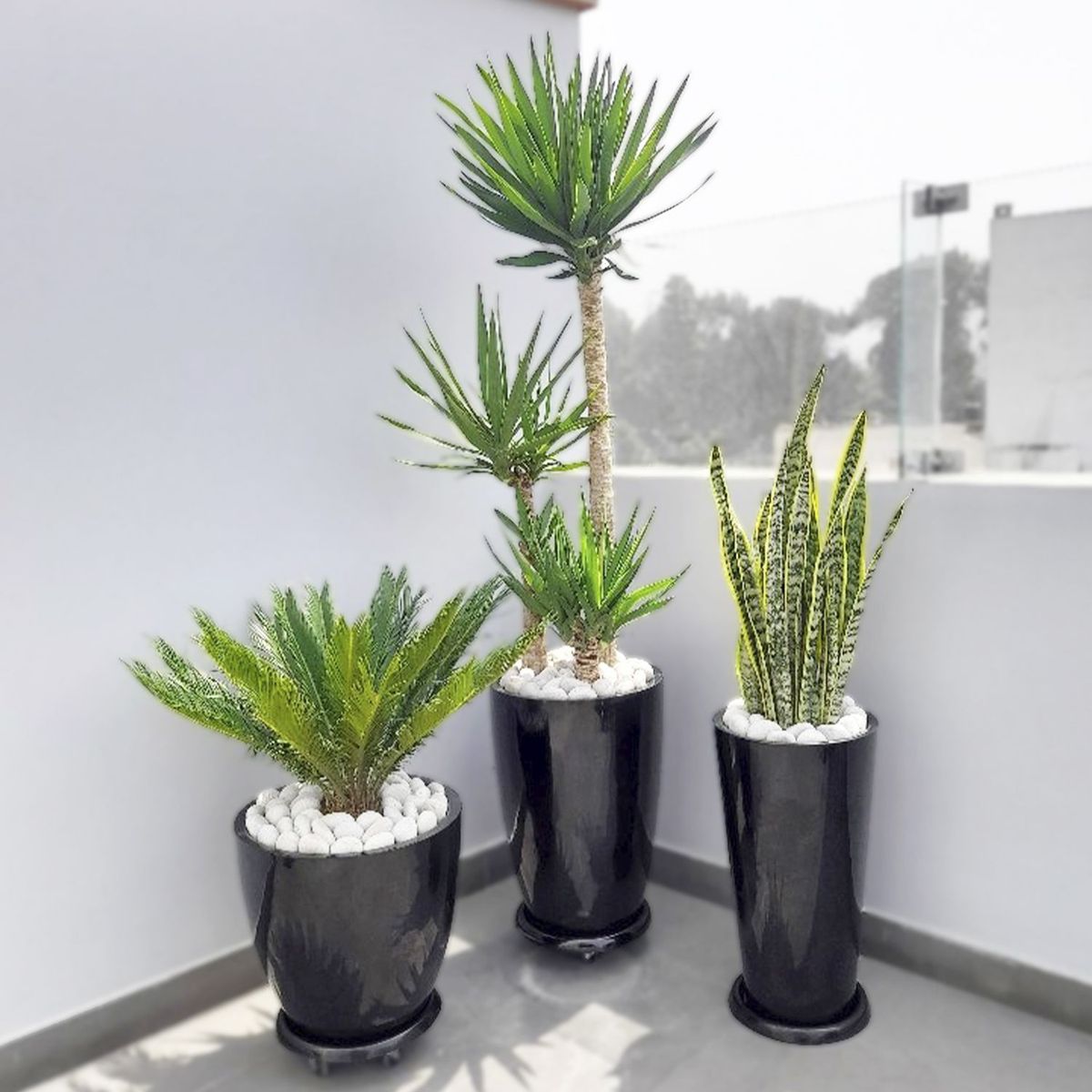 GENERICO - COMBO DE 3 PLANTAS DE EXTERIOR