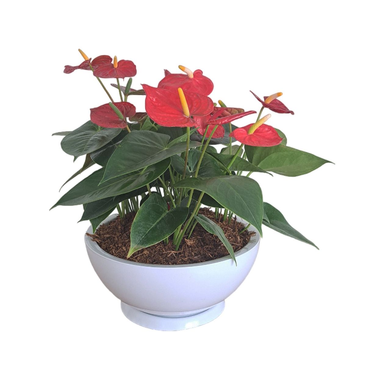 GENERICO - ANTURIO ROJO EN MACETA CHINA BLANCO