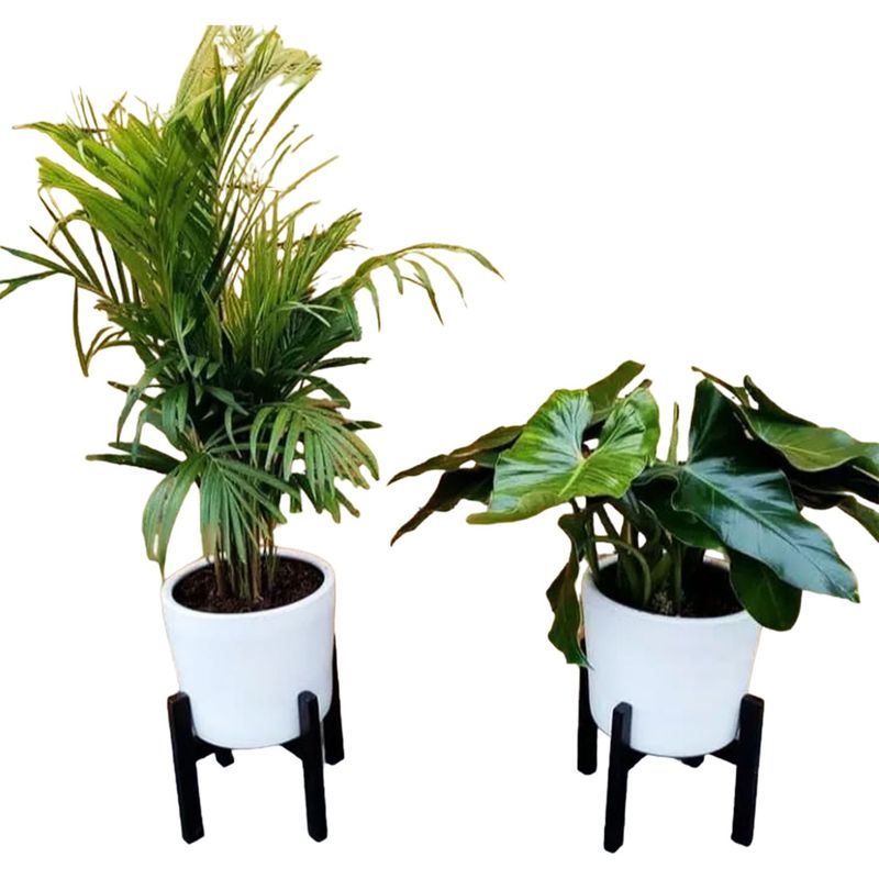 GENERICO - COMBO DE PALMERA HAWAIANA Y OREJA DE ELEFANTE EN MACETA Y PEDESTAL