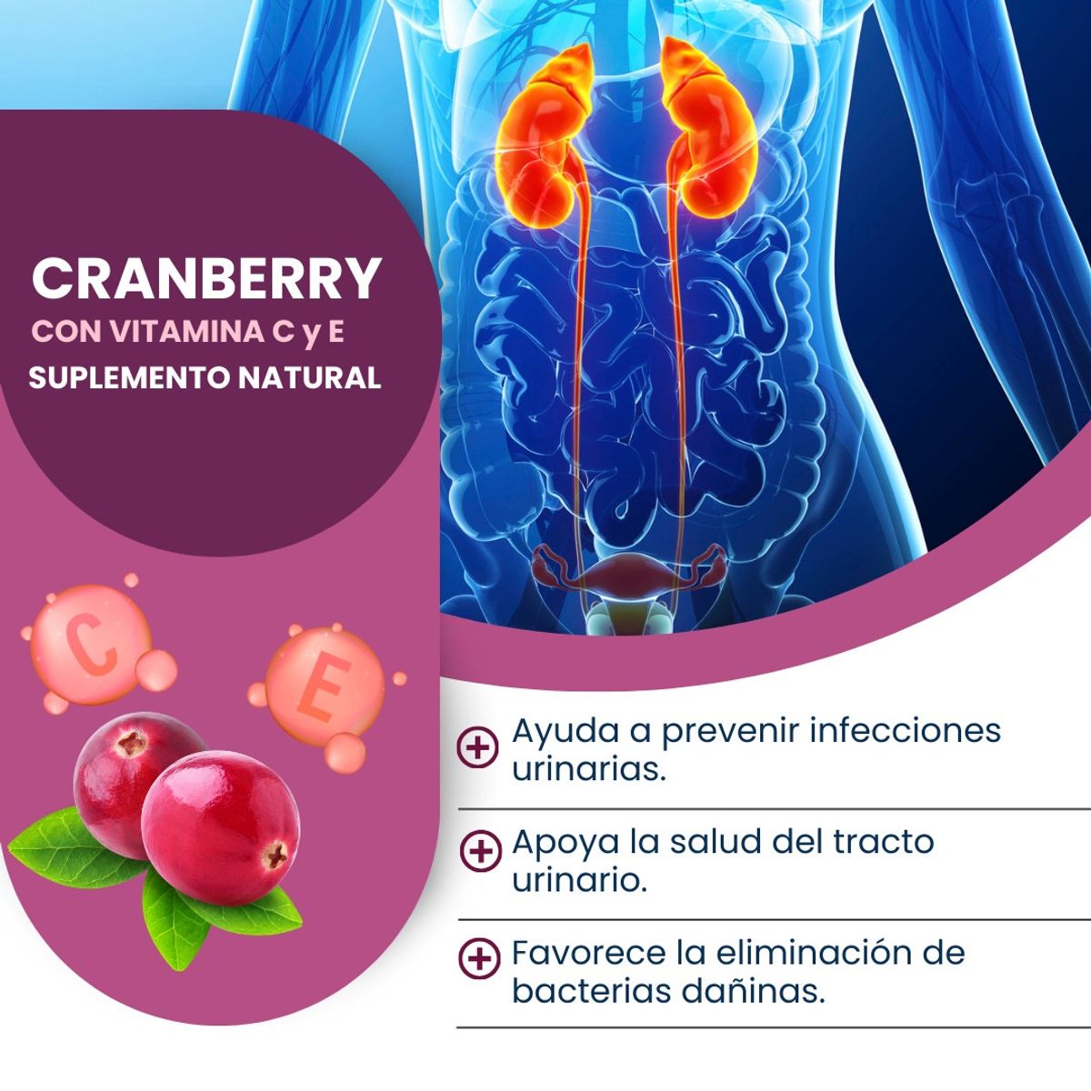 DINOA - Cranberry ( Arándanos rojos) Cápsulas x 100 Dinoa - Salud Urinaria – Defensas
