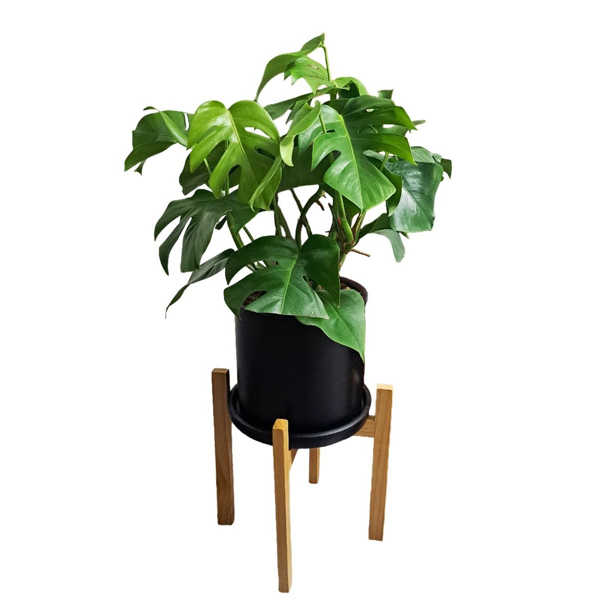 GENERICO - MONSTERA EN MACETA NEGRA Y PEDESTAL DE MADERA