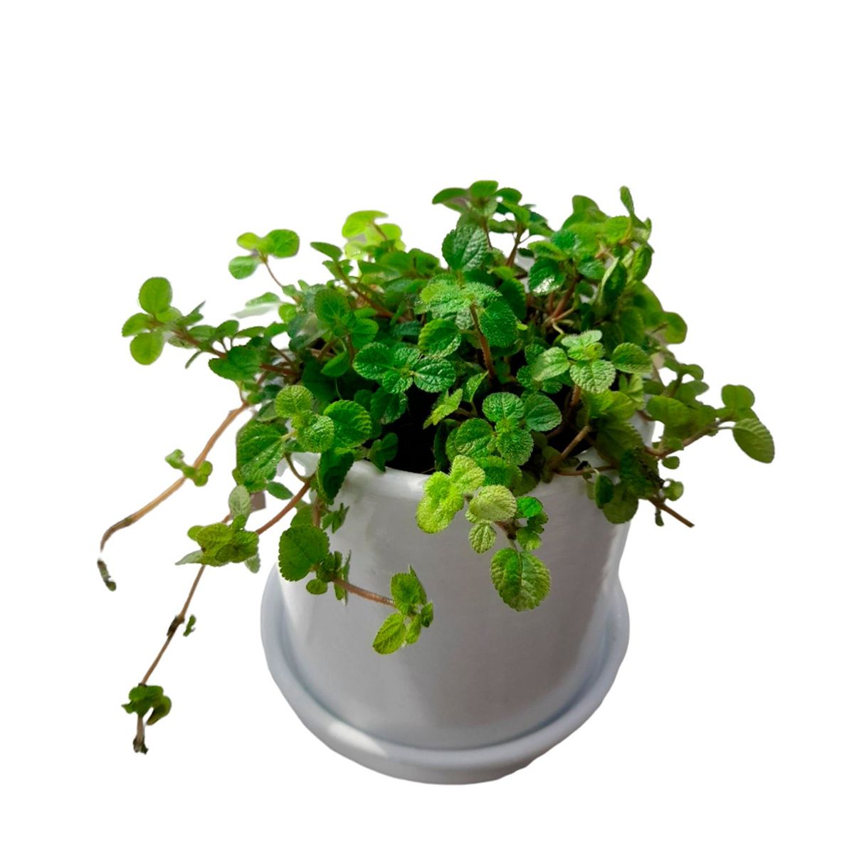 GENERICO - LLAMAPLATA EN MACETA CILINDRO BLANCO