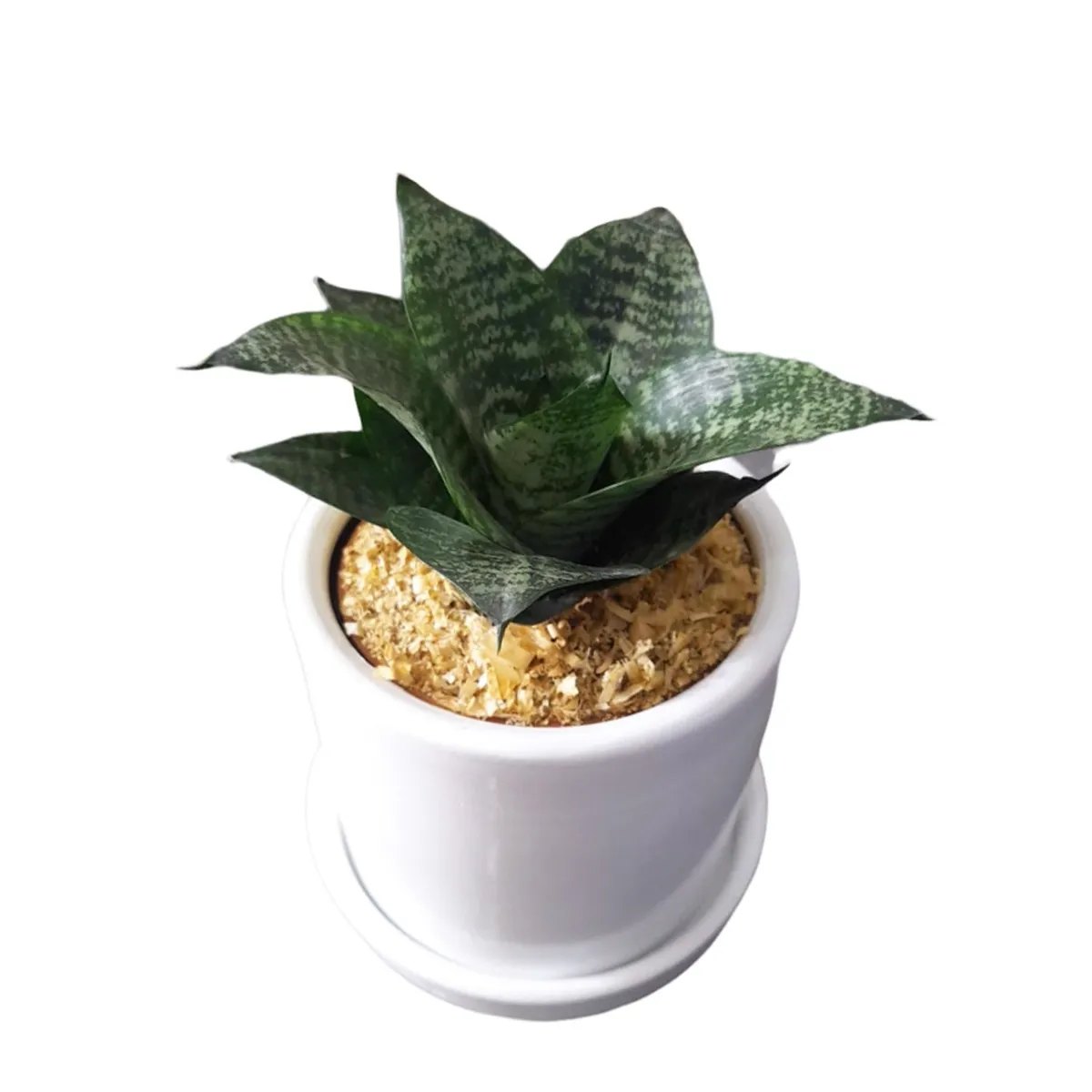 GENERICO - SANSEVIERIA ENANA EN MACETA CILINDRO BLANCO