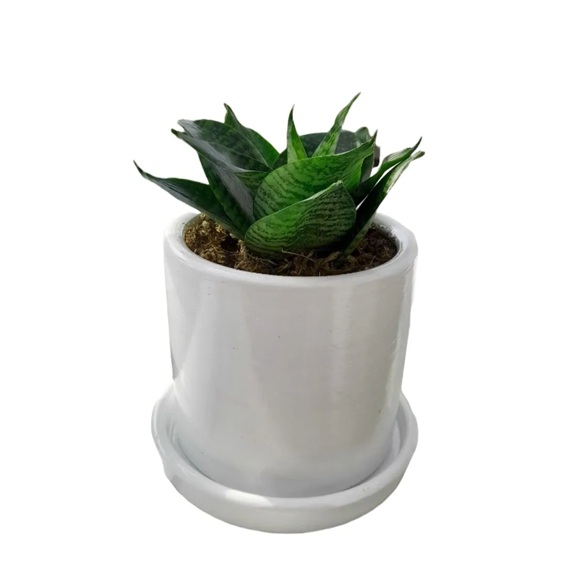 GENERICO - SANSEVIERIA ENANA EN MACETA CILINDRO BLANCO