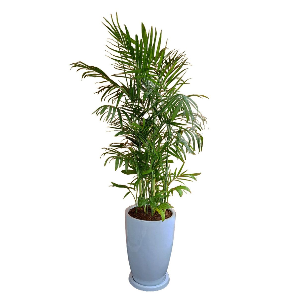 GENERICO - PALMERA BAMBU EN MACETA MALVA BLANCO