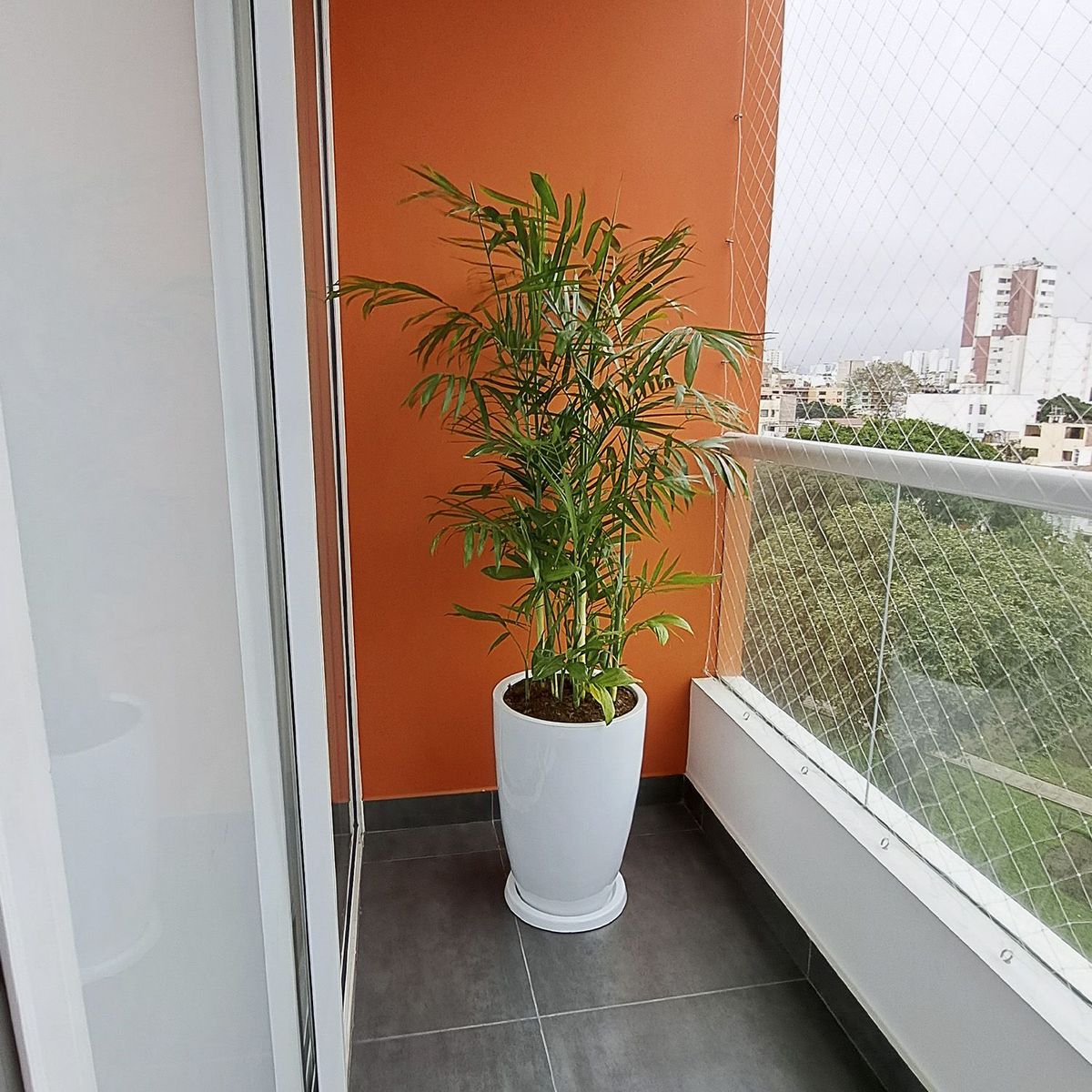 GENERICO - PALMERA BAMBU EN MACETA MALVA BLANCO