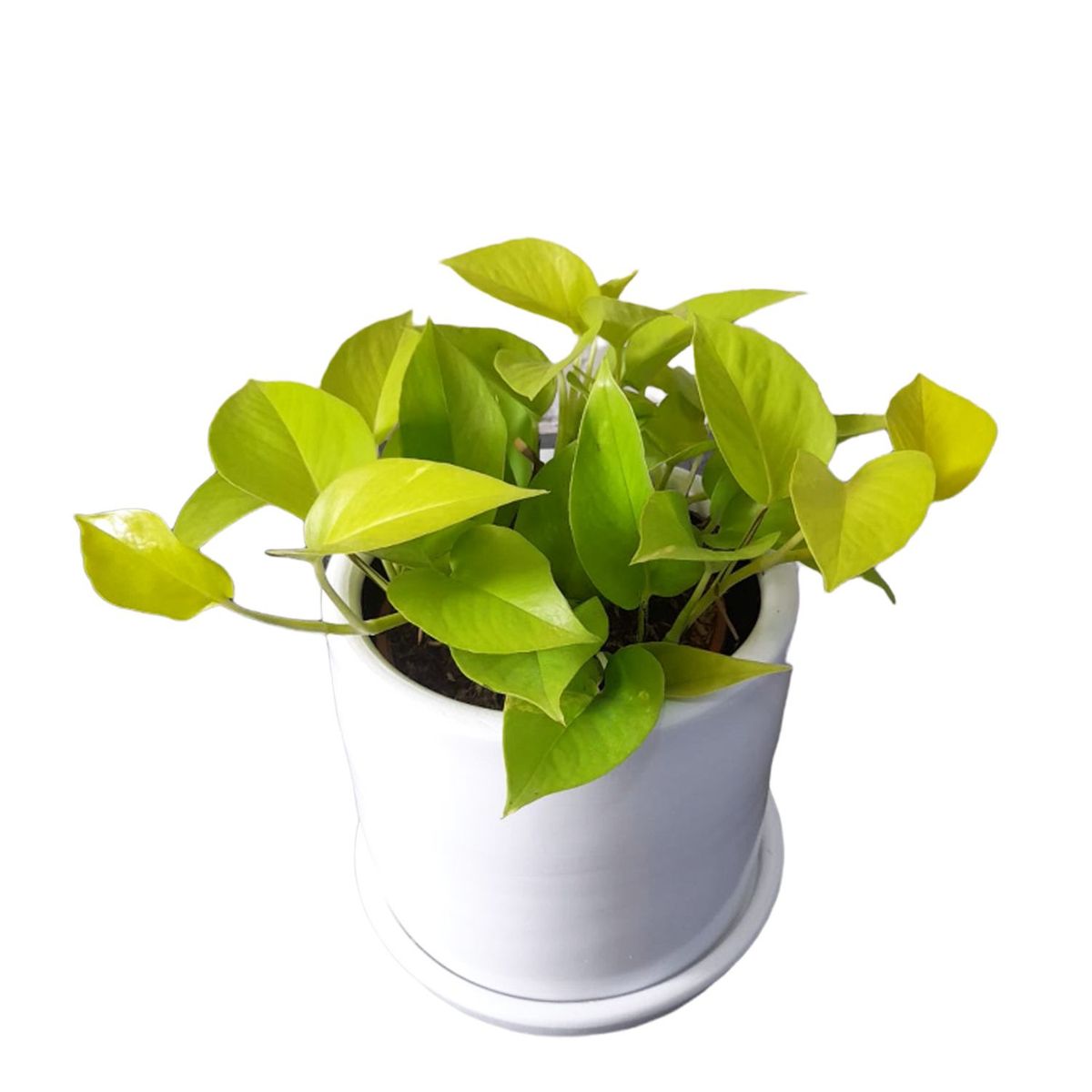 GENERICO - BOA NEON EN MACETA CILINDRO BLANCO