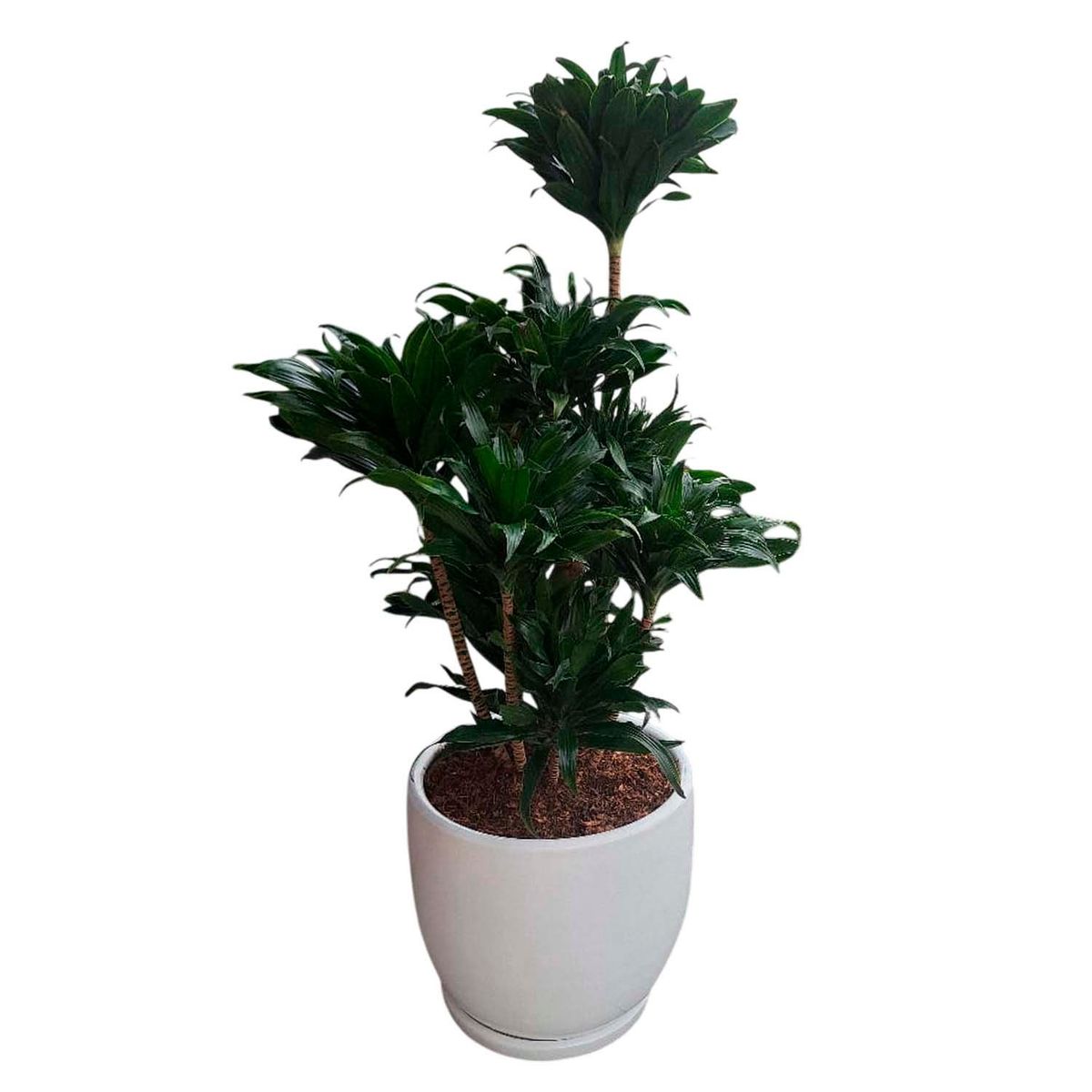 GENERICO - DRACENA COMPACTA EN MACETA HUEVO